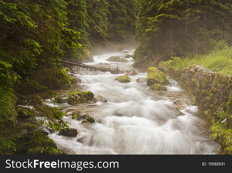 The forest stream near the High Tatras. The forest stream near the High Tatras