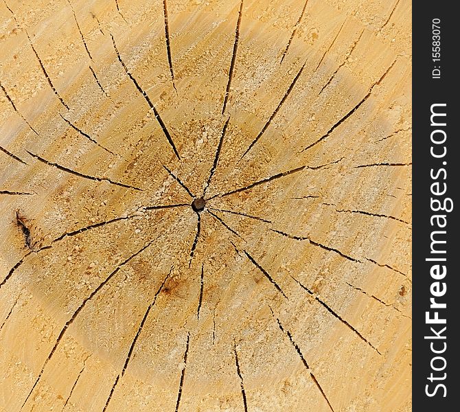 Close-up wooden cut texture (high. res.). Close-up wooden cut texture (high. res.)