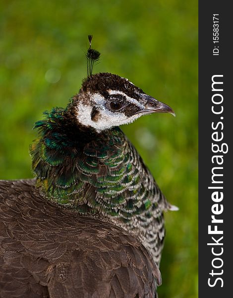 Peacock portrait on a green background