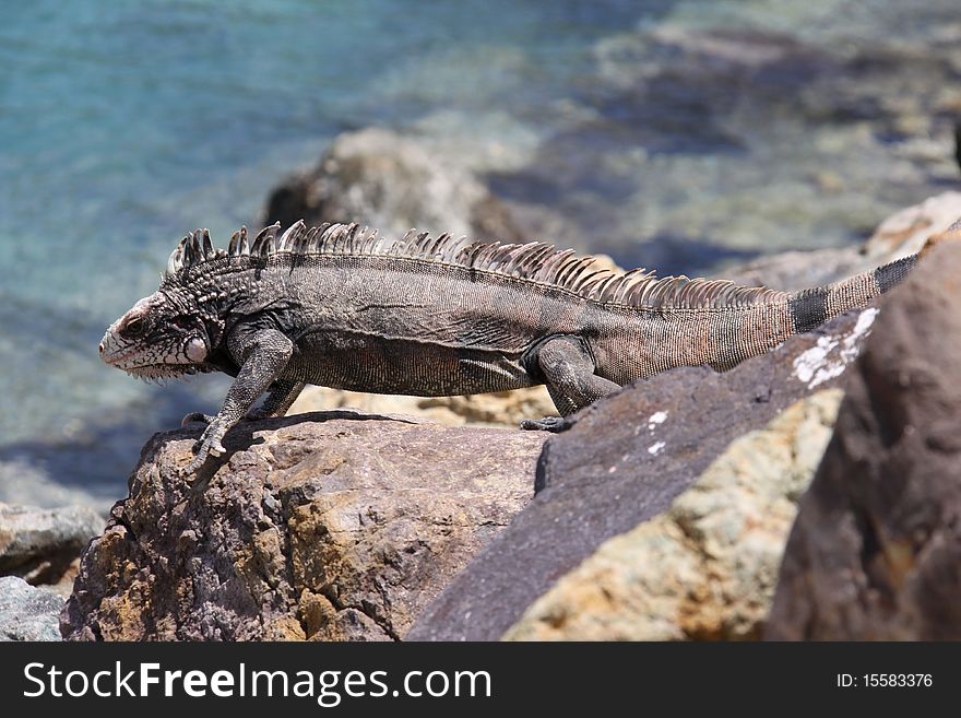 An iguana basking in the Caribbean sun