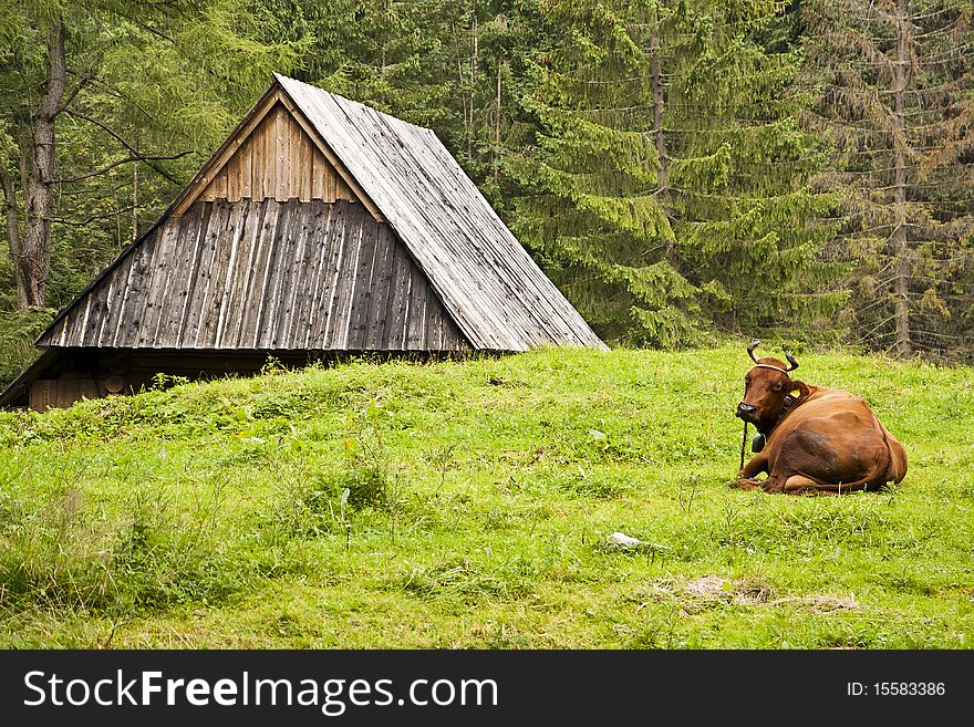 Alpine cow lying on the meadow