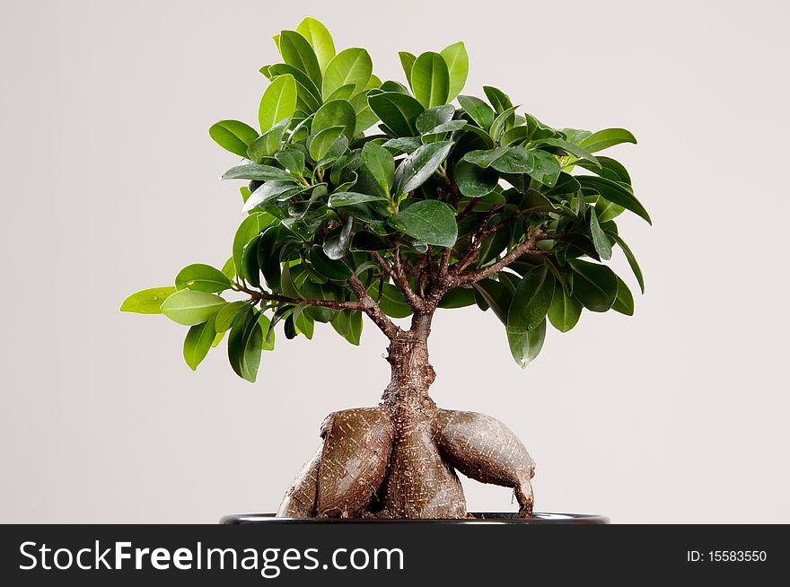Small tree in a pot symbolizing nature