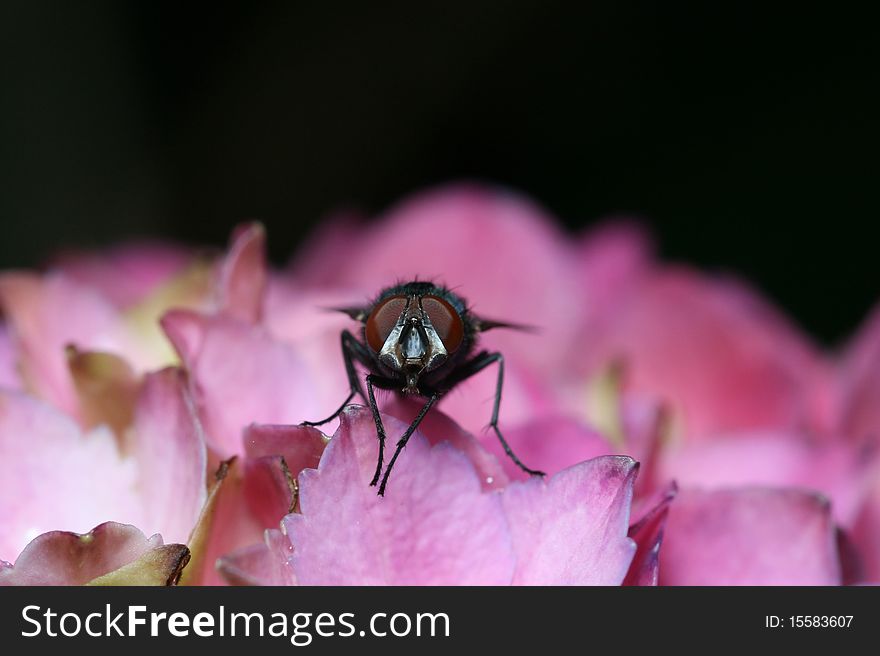 Fly on a pink flower