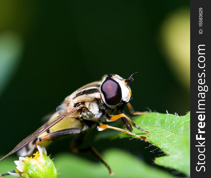 Fly on a green leaf