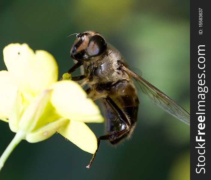 Bee on a yellow flower