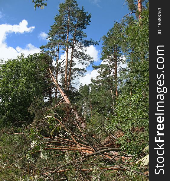 Forest after Hurricane. Fallen trees, broken storm wind