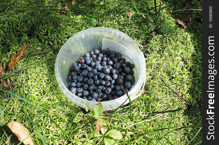 Bucket with blueberries in the moss