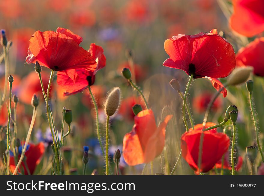 Two poppies on sunset light. Two poppies on sunset light