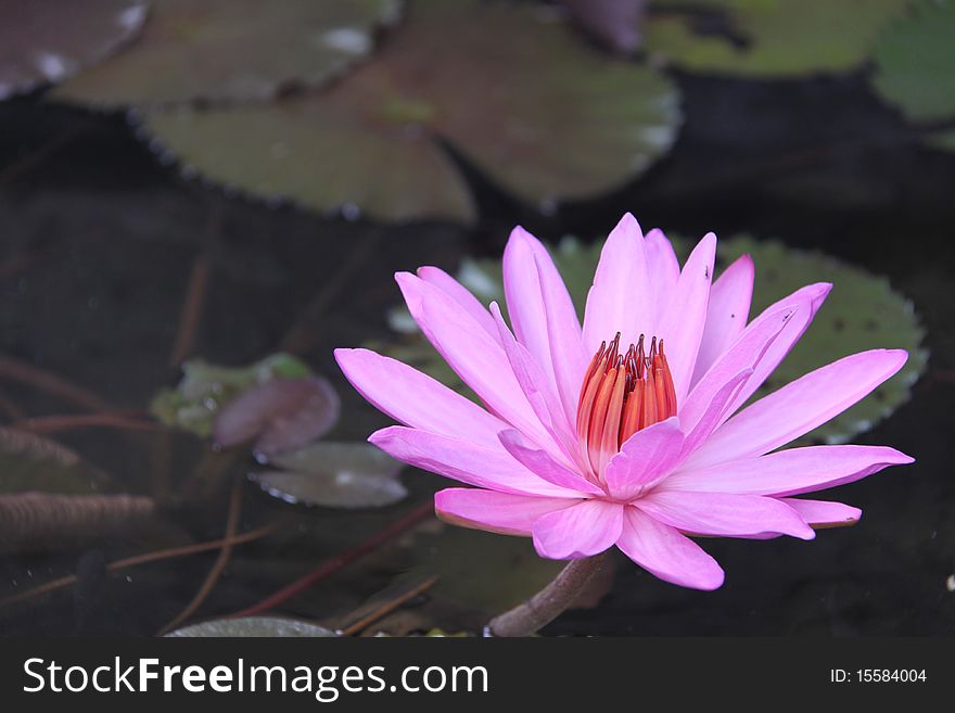 Pink water lily with red center against darker background