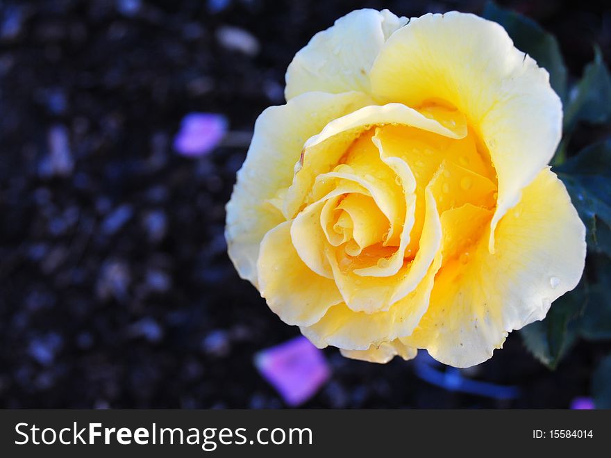 Yellow rose with raindrops and purple petals on the ground.