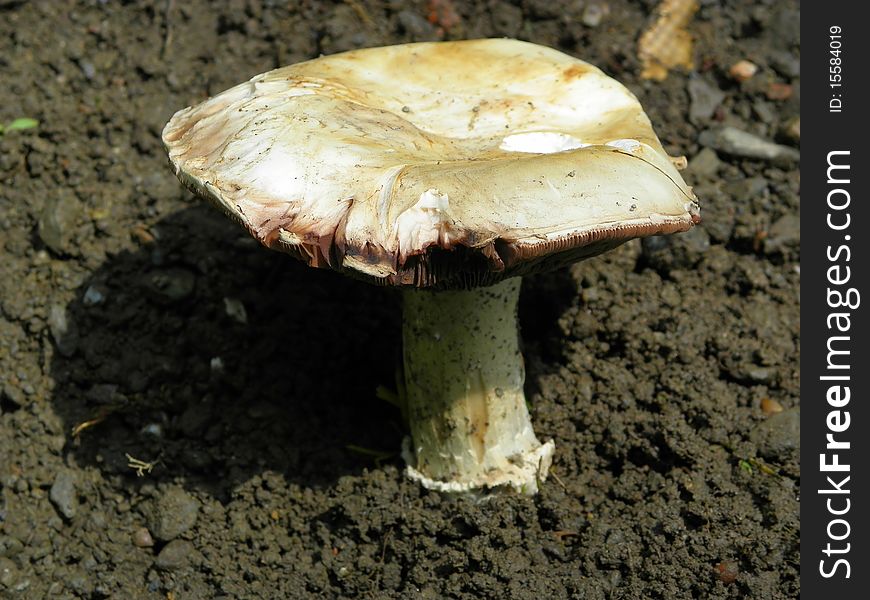 Image of a Mushroom / Fungi