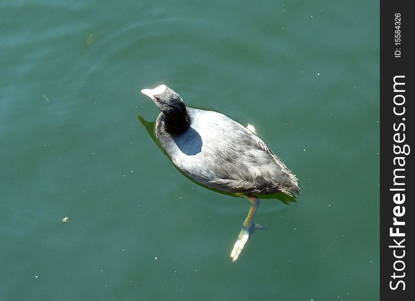 A Moorhen swimming in the London docklands.