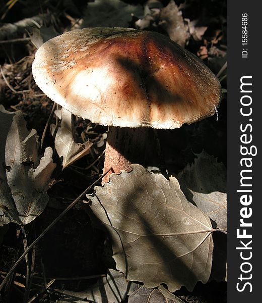 Mushroom among dry leaves in dry wood