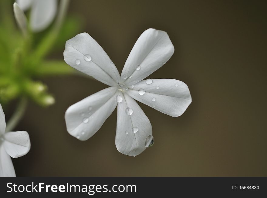 Fresh, clean, amazingly beautiful white Cape Leadwort flower with dew drops early morning at Bellingrath Garden, Theodore, Alabama, United States of America.