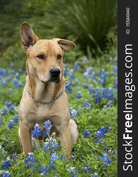 Yellow Lab, labrador Pitbull mix dog and bluebonnet flowers, lupinus, flower that represents the Texas State. Yellow Lab, labrador Pitbull mix dog and bluebonnet flowers, lupinus, flower that represents the Texas State