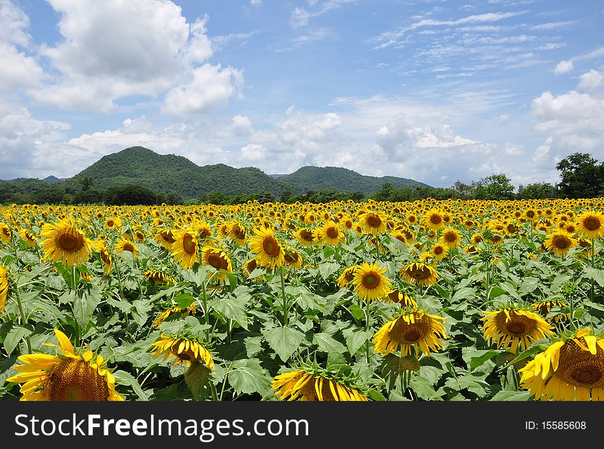 Sunflower Field