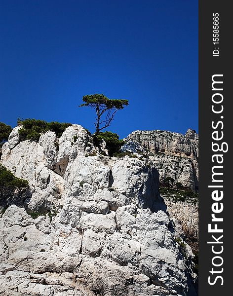 Lonely tree on the rock at calanque in France