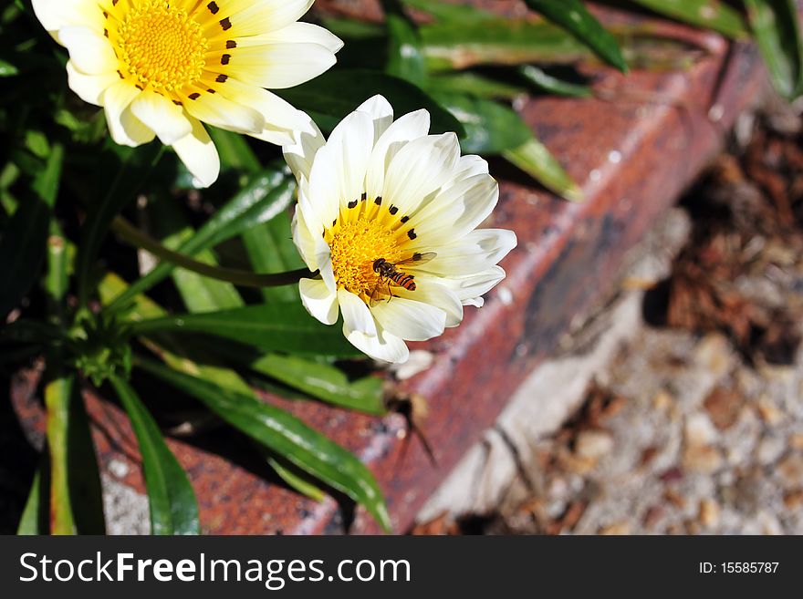 A paper wasp about to land on a white daisy flower, showing the veins on its wings and also its red bulbous eyes. A paper wasp about to land on a white daisy flower, showing the veins on its wings and also its red bulbous eyes.