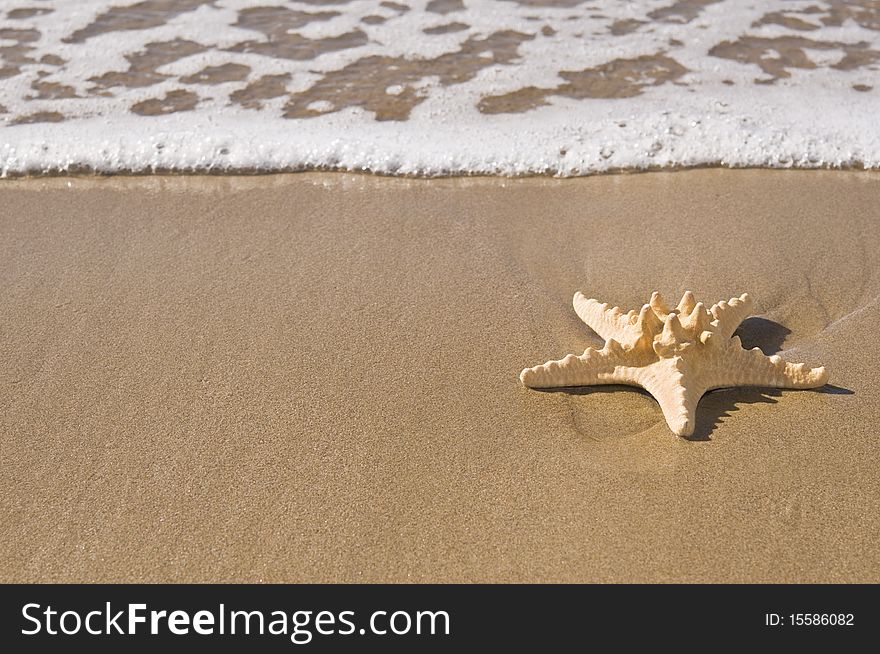 A starfish on wet sand by the sea. A starfish on wet sand by the sea.