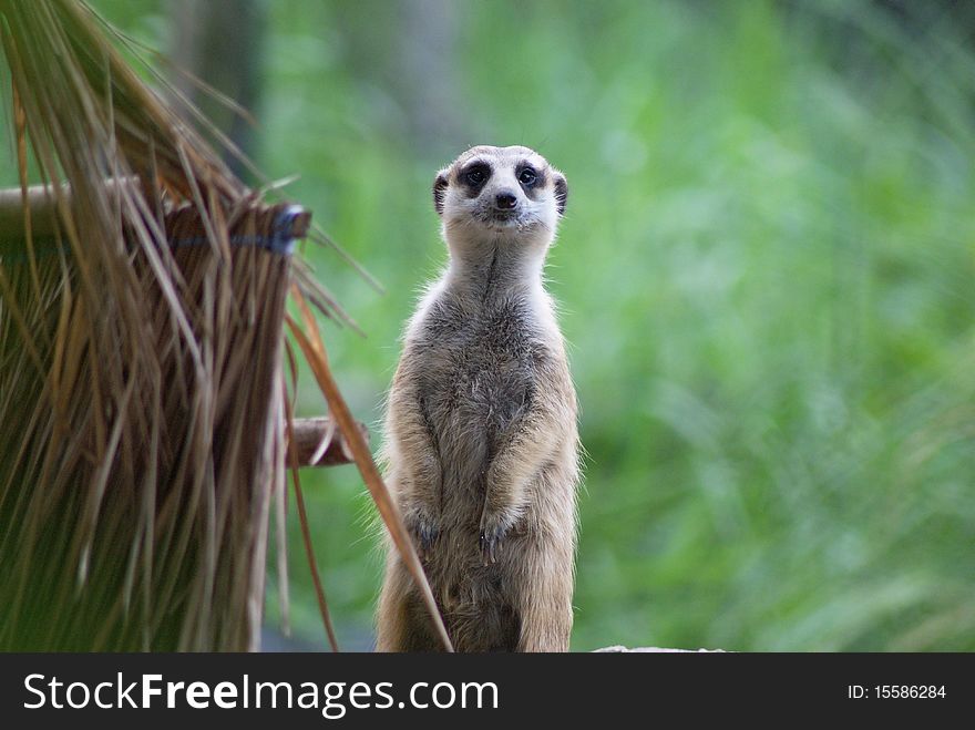 Sentry Meerkat (suricate) standing and look for the dangerous near their house.