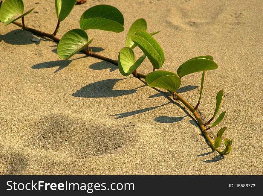 Green Sand Vine On Beach