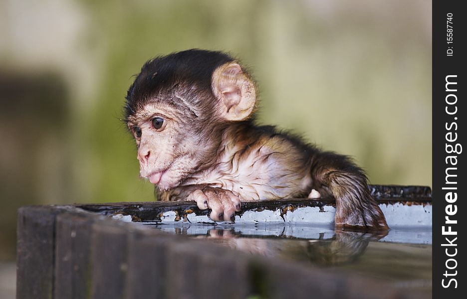 The one of wild life colony monkeys in Europe, Gibraltar. July 2010. The one of wild life colony monkeys in Europe, Gibraltar. July 2010