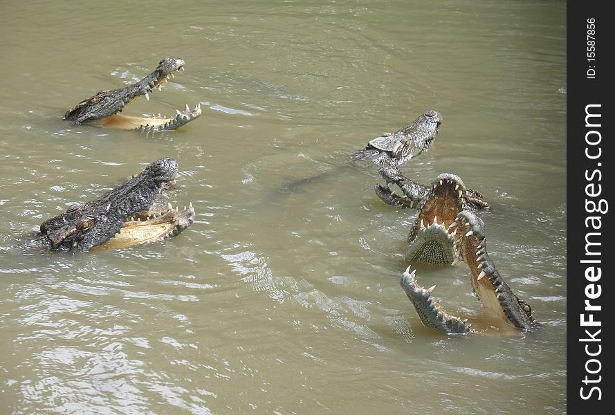 Crocodile danger mouths in hungry. Crocodile danger mouths in hungry