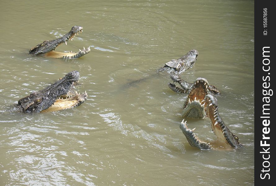 Crocodiles