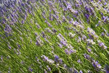 Lavender Stock Image Lavender Stock Image