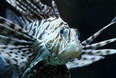 Lionfish Royalty Free Stock Images Lionfish Royalty Free Stock Images