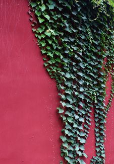 Green Ivy Royalty Free Stock Image Green Ivy Royalty Free Stock Image