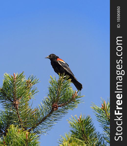 A red-winged blackbird is perching on top of a tree