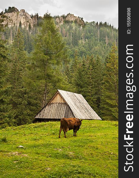 The cow grazing on the meadow in the mountains. The cow grazing on the meadow in the mountains