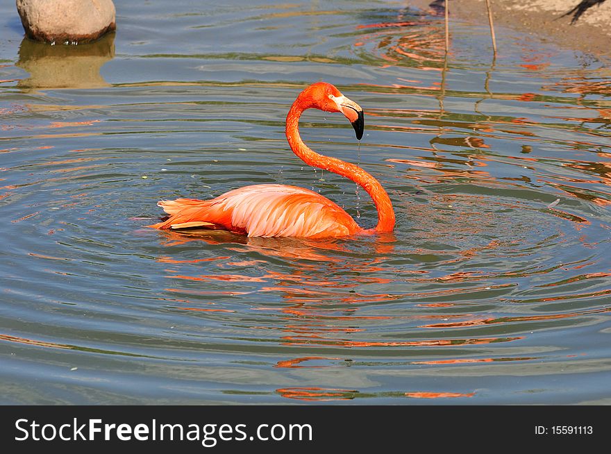 The pink flamingo has a rest on lake. The pink flamingo has a rest on lake.