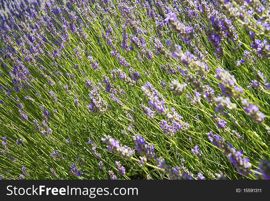 Bush of fragrant lavender flower