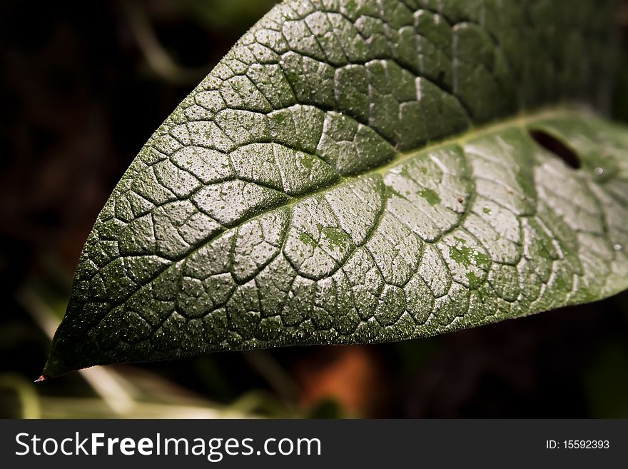 Green leaf use for background