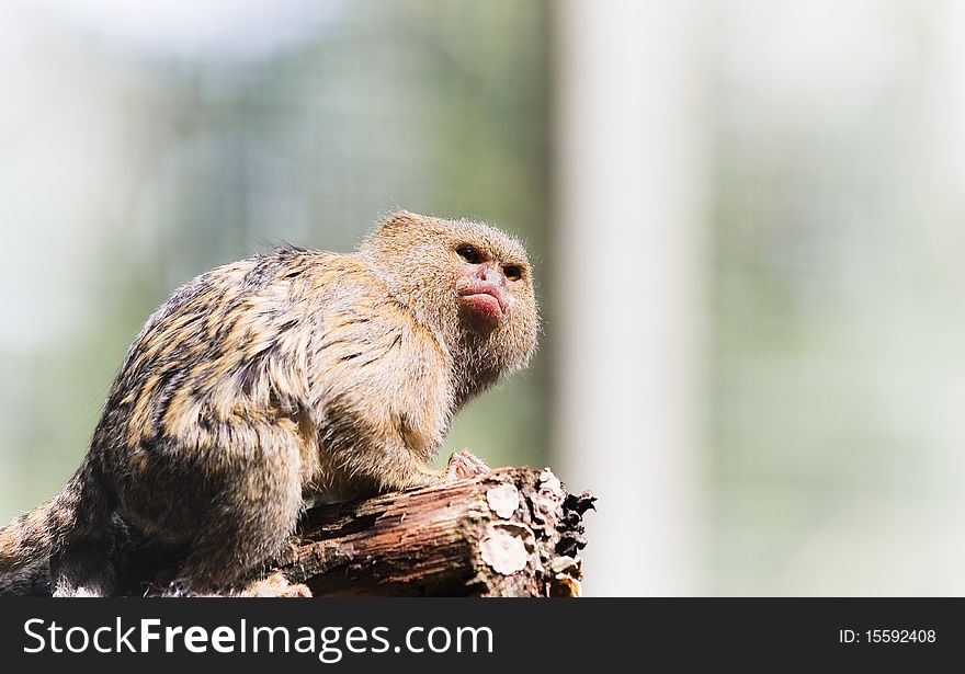 Angry pygmy marmoset sitting on a branch