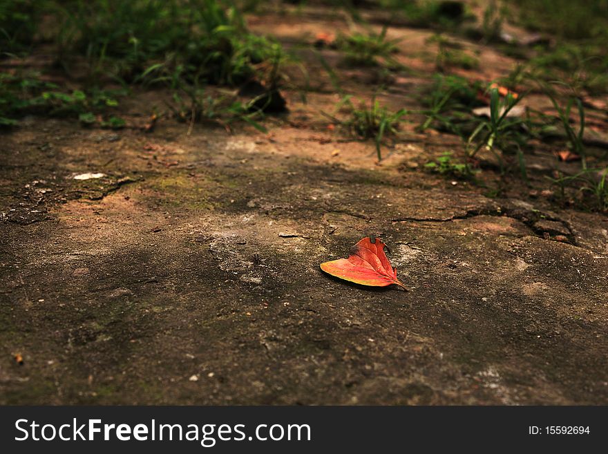 Last Leaf