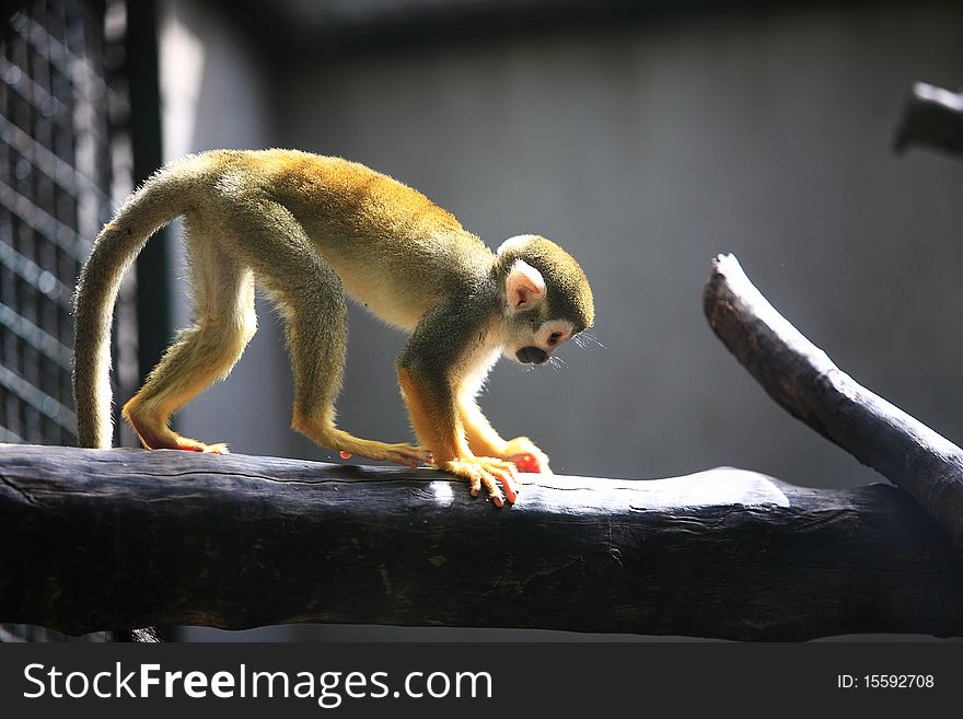 The little golden monkey climbed on the tree. The little golden monkey climbed on the tree