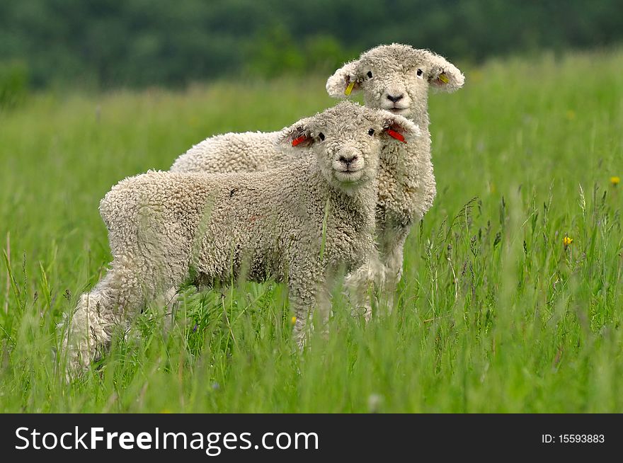 Young lambs are symbol of spring and summer. Young lambs are symbol of spring and summer