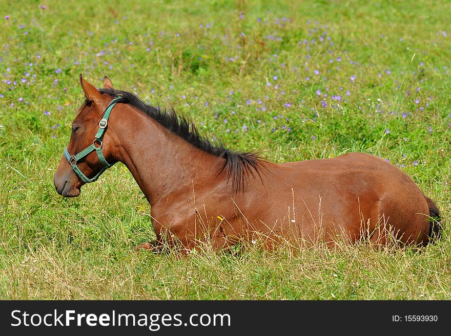 Cute foal,here from Czech republic. Cute foal,here from Czech republic.