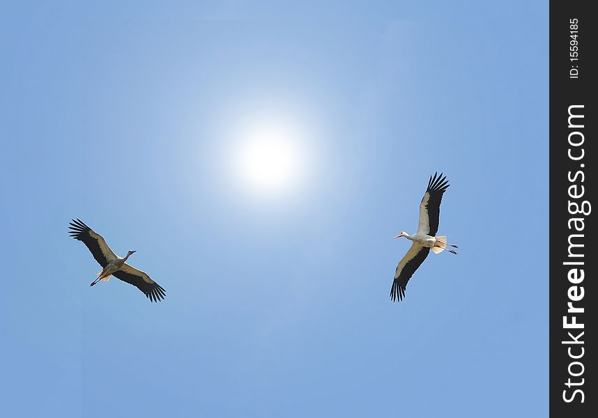 Two white storks fly to the sun. Two white storks fly to the sun