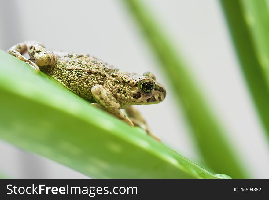 Frog on the aloe leaf