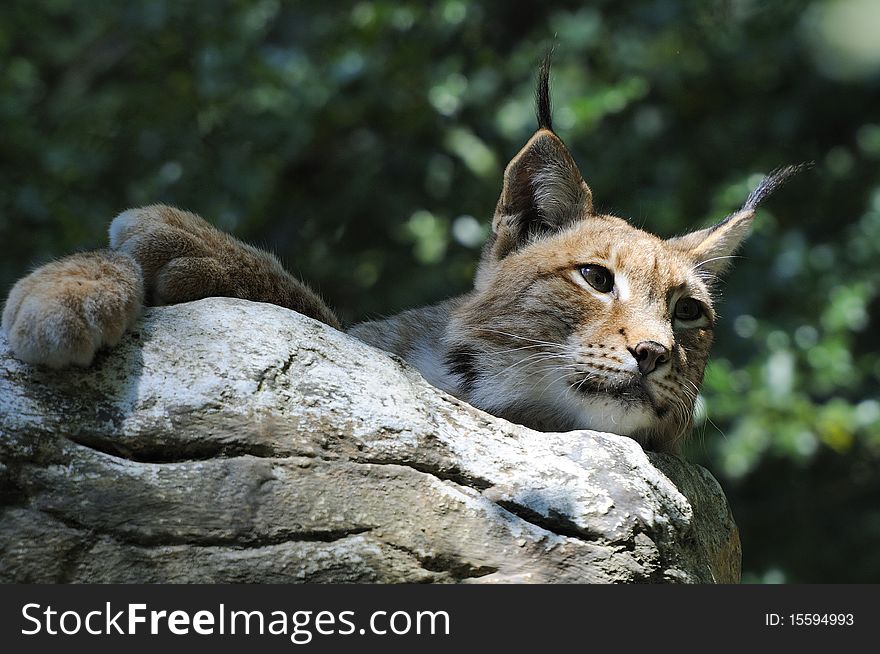 A lynx is waiting for her freedom at zoo. A lynx is waiting for her freedom at zoo