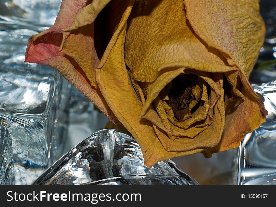 Dried rose and glass cubes.