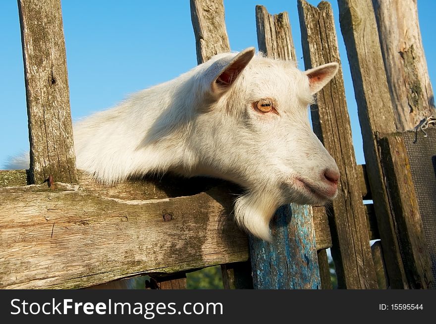 A young goat looks at you from behind al fence