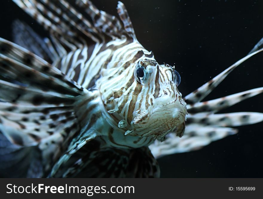 Close-up of  the poisonous red lionfish