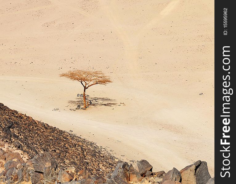 Lonely dry tree in Egypt desert