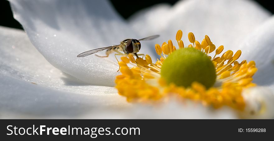 Fly on a white flower