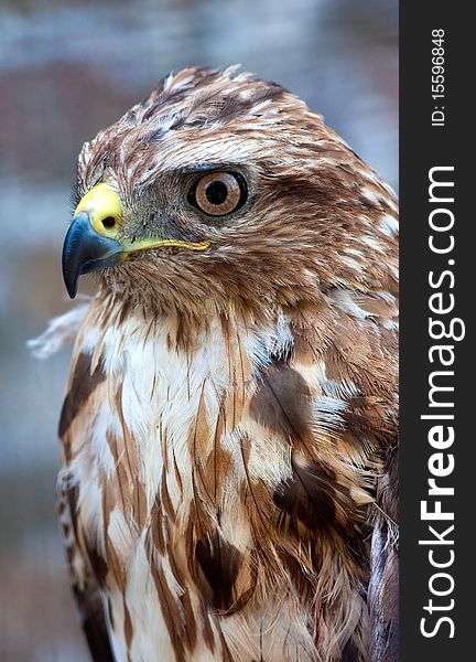 Picture of a beautiful hawk in captivity, posing for a split second in front of a camera